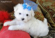 Pure White Maltese Puppies For Sale.