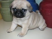 Toilet Trained Pug puppies for sale  