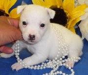 Pure White Jack Russell Terrier Puppies For Sale.