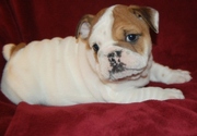 Cute and lovely English Bulldog Puppies For Sale